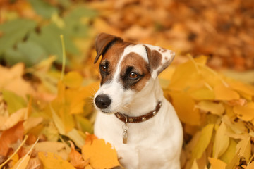 Cute funny dog on yellow leaves in autumn park