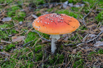 Amanita with a red cap