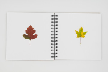 Pressed and dried leaves. Herbarium from rowan and maple leaves on the white album sheets on light background.Top view