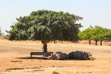 rhinos resting in the shade of a tree in israel