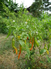 colorful of chili.