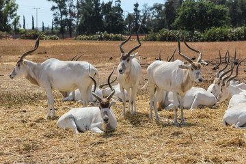 antelope grazes free in Israel
