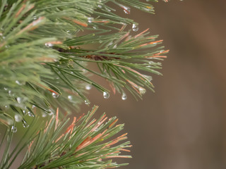 Water drop on the needles. Water drop on the macro photo. Rain drop on the macro photo.