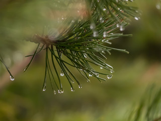 Water drop on the needles. Water drop on the macro photo. Rain drop on the macro photo.