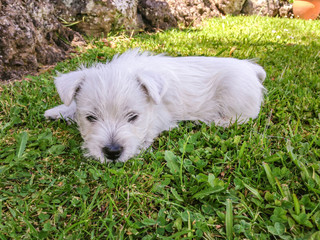 Westie puppy: baby west highland white terrier dog on grass lawn is tired and resting