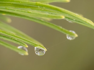 Water drop on the needles. Water drop on the macro photo. Rain drop on the macro photo.