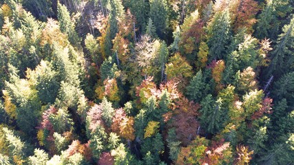 Autumn forest aerial drone view