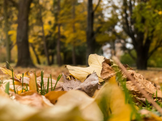 Autumn forest. Dry leaves. Color of autumn.