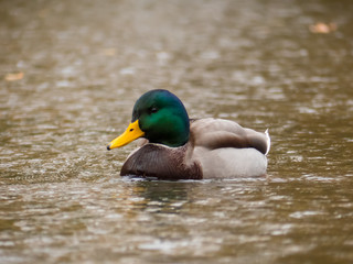Obraz premium Mallard on the water. Wild duck on the lake.