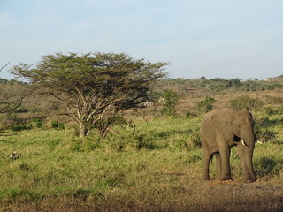 Fototapeta premium Elephant and a tree