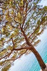 Under the pine tree branches crown