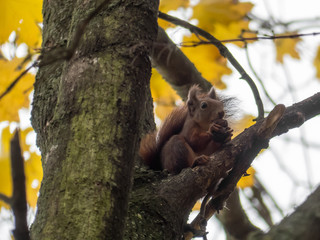 Squirrel on the tree.