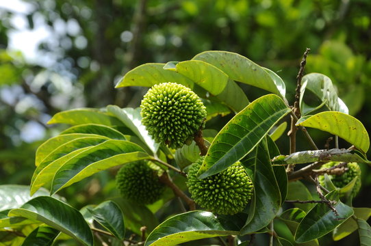 The pulasan or scientific name Nephelium mutabile Blume is often called wild rambutan by the locals. Grows in the tropics and have a sweet fruit.