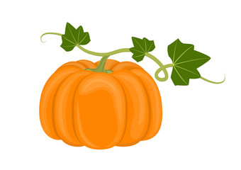 Vector illustration. Isolated pumpkin with stem on white background.