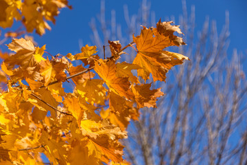 Fototapeta na wymiar A colorful background image of autumn, fallen autumn leaves ideal for seasonal use as a background for a calendar, postcard. Autumn view with bright yellow and red leaves on a sunny day