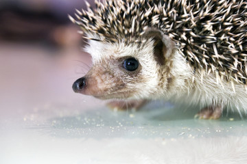 African hedgehog close up, macro