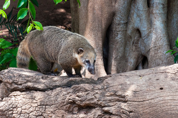 Coati known as coatimundi diurnal mammal on the fallen tree