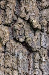 Close up of old pine coniferous tree bark
