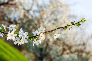 Blooming apple tree branch full of white flowers