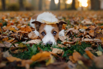 Funny dog in the autumn in the leaves. Cute pet. Active Jack Russell Terrier