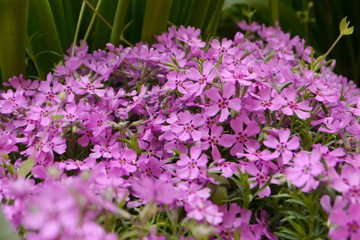 Obraz premium beautiful flowers