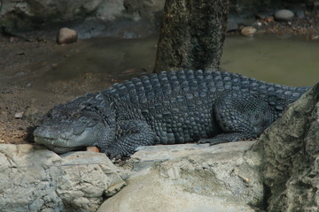 crocodile , reptiles and amphibians animal .