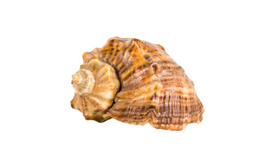 Sea shell isolated on a white background