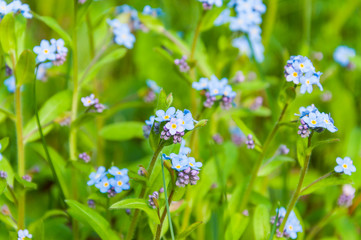 Bunch of blooming Myosotis Forget-me-not blue cyan field flowers