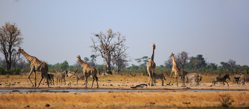 Typical African Vista with zebra and giraffe around a waterhole with a natural bushveld background. Hwange National Park, Zimbabwe..Heat Haze is visible