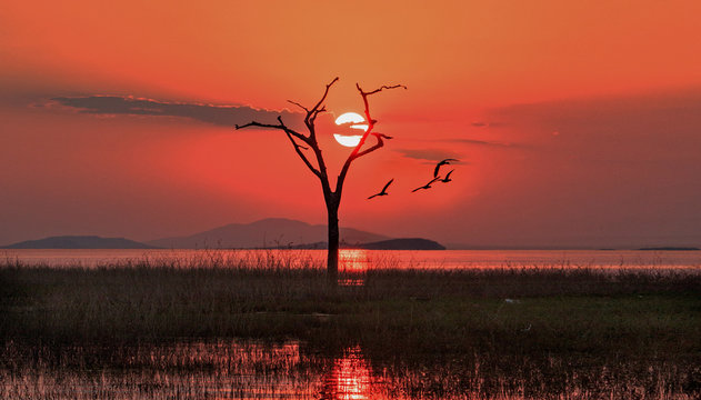 Scenic sunset view of Lake Kariba with the sun setting just behind a bare dead tree with good clouds. Lake Kariba, Matusadona National Park, Zimbabwe