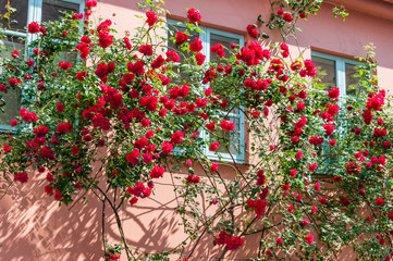 Fototapeta na wymiar Blooming shrubs of red roses flowers on pink facade