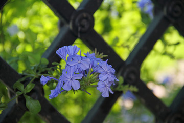 Gitter mit Blumen