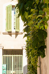 Obraz premium Hanging growing wild grape leaves on the wall