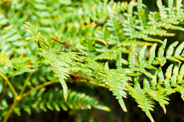 Dragonfly on green fern leaves