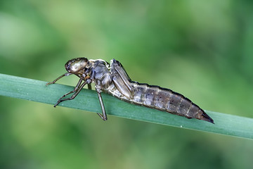 Larval skin of a hawker dragonfly