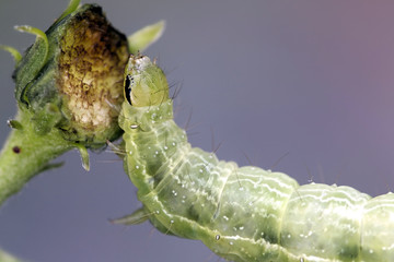 Silver Y moth caterpillar, major agricultural pest