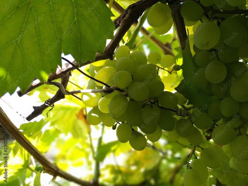 Wall mural green grapes on the vine