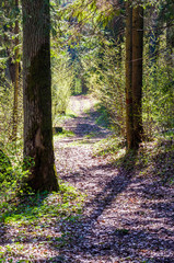 Obraz premium Curved forest pathway