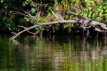Dead trees and branches in the water