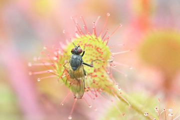 Cruel nature, sundew freeding on a fly