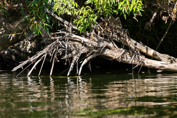 Dead trees and branches in the water