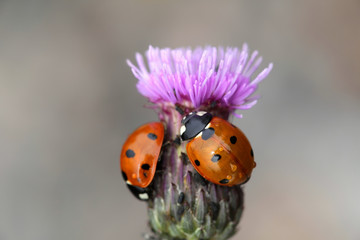 Ladybirds hunting aphids