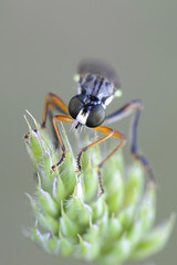 Red-legged robber fly