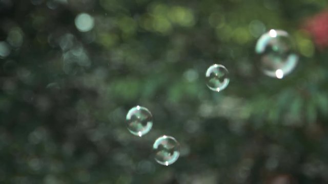 Bubbles Background Over Natural Bokeh Blur