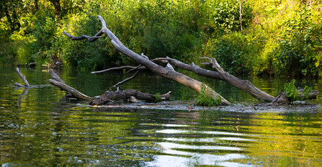 Dead trees and branches in the water
