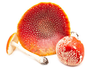 red mushroom with white dots