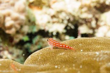 Floating Trahira sea dog on a coral reef. Maldives.