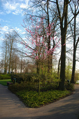 Pink cherry blossom tree grows in the park. Spring time in Netherlands.