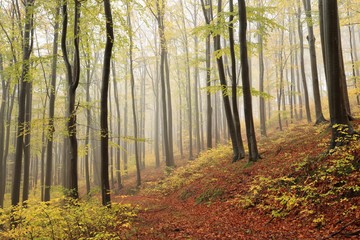 Path through an autumn beech forest in foggy weather