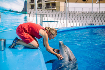 Female coach with Dolphin. Woman touching and playing with Bottlenose Dolphins in blue Water. Dolphin Assisted Therapy © skvalval